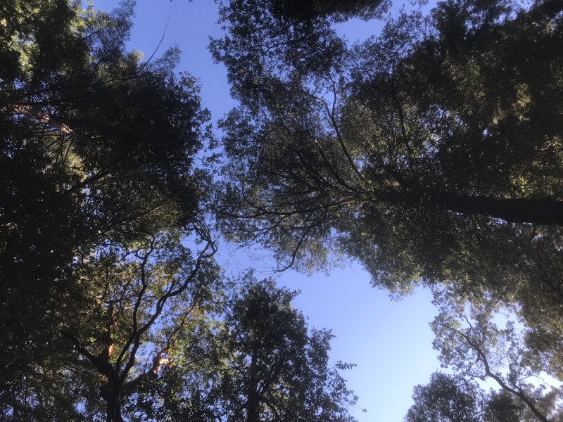 Family Fun in the Redwoods